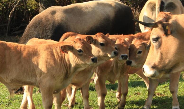 FERME BASSET: LA CAPROVINE 