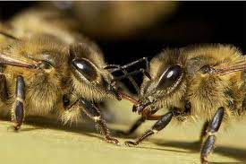 ABEILLE NOIRE DES BOUTIÈRES !