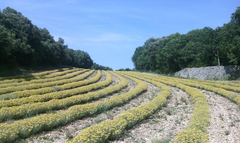 LA GARRIGUE 