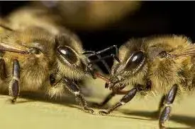 ABEILLE NOIRE DES BOUTIÈRES !